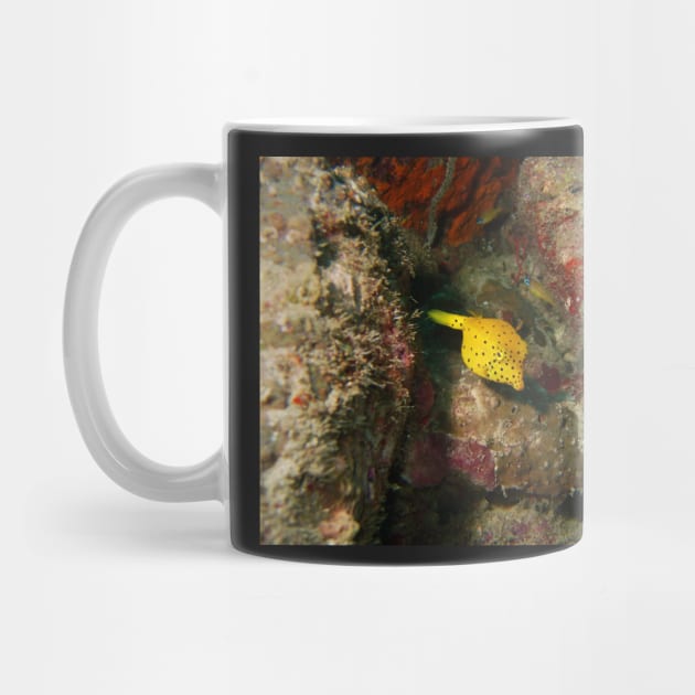 Yellow Boxfish by gdb2